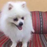 pomeranian male