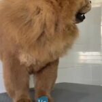 chow chow for mating