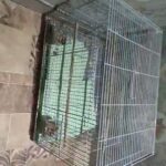2 Bird cages for 100 AED