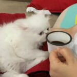 ذكر برتش هيمالايا للبيع .. العم سبع شهور شهور