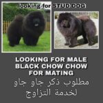WANTED BLACK CHOW FOR MATING مطلوب للتزاوج