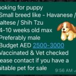 Puppies required - Havanese/Maltese/ShihTzu