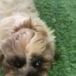 pure and rare Shih Tzu  with brown eyes and brown nose