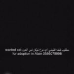 مطلوب قطه للتبني wanted cat for adoption