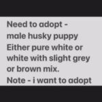 Husky puppy needed - for free - for adoption