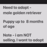 wanted - golden retriever - adoption