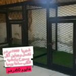 Dog shelter service in Al Ain