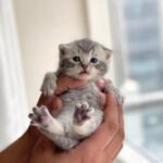 British shorthair silver kitten
