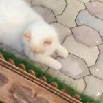 Persian cat red point for sale