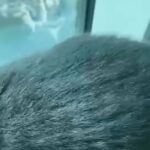 - MALE