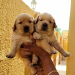 Top Level Golden Retriever Puppies