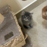 Persian chinchilla kitten