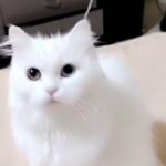قطة joy شيرازي بيور لون العيون ازرق و اخضر عمر 6 أشهر