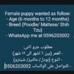 Looking to buy female puppy (6-12 months)