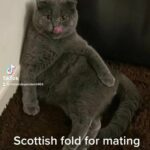 Scottish male for Mating only not for sell