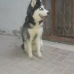 blue eyes wooly coat husky for mating