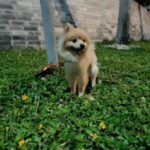 male pomeranian for mating