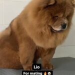 chow chow for mating  للتلقيح