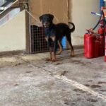 perfect body rottweiler for mating