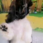 Shitzu puppy