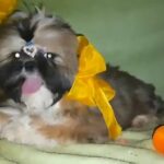 need a shihtzu puppy like in the video