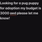 looking for a pug puppy for adoption