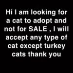 [WANTED] cat adoption