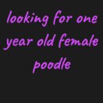 looking for one year old female poodle