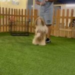 dogs training obedience and potty train