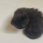 Scottish fold  male kitten