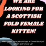 Looking for a Scottish fold female!