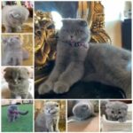 Scottish fold for mating للتزاوج فقط