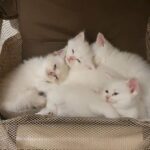 Scottish & Persian Mix Kittens