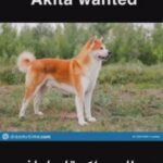 Akita inu