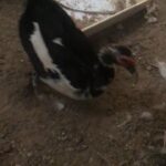 white male duck ready for breeding and eating