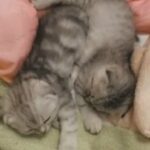 Scottish fold kittens