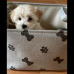 Adorable MALTIPOO PUPPIES AVAILABLE