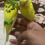 trained budgies