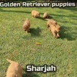 Golden Retriever puppies