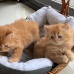 Persian Ginger male and female