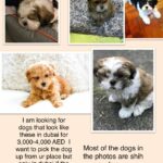 I am looking for a shih tzu, Maltese or malti poo