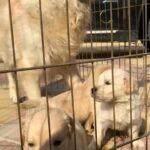 golden retriever puppy’s pure breed