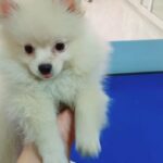 Male pomeranian 2 months 1 week old