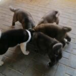 American akita puppies