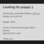 looking for a puppy, (havanese too)