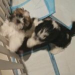 Lovely Shih tzu Puppies Male