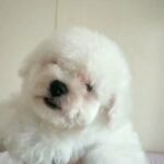 white poodle