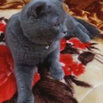 Blue Scottish Fold