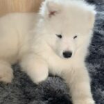 Samoyed puppy