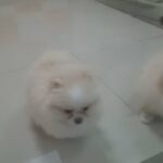 High quality Pomeranian Pups available 2 x Female pups